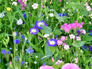 Gartenblumen gemischt