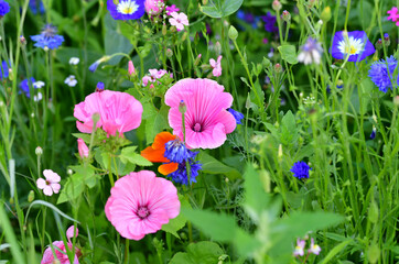 Gartenblumen gemischt