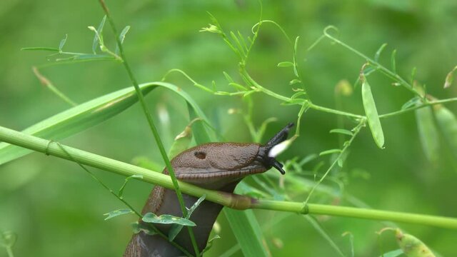 Young Black Slug (Arion ater) creeping on green plants. Also known as Black Arion, European Black Slug, or Large Black Slug