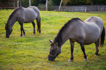 Konik in Bialowieza National Park