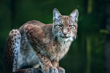 Naklejka na ściany i meble Lynx in Bialowieza National Park