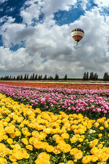 Balloon flies over flower field