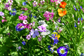 Gartenblumen gemischt