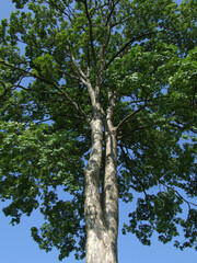 maple fruits bark wood tree deciduous foliage