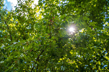 Fototapeta premium Reife Kirschen am Baum im Sommer