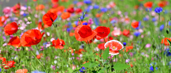 Gartenblumen gemischt
