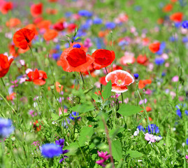 Gartenblumen gemischt