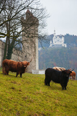 Yaks in the center of Lucerne