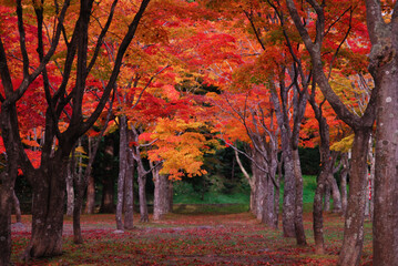 紅葉　素材