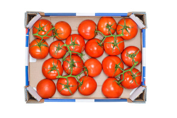 Cardboard Vegetable Crate Full of Freshly Harvested Tomatoes Isolated on White Background