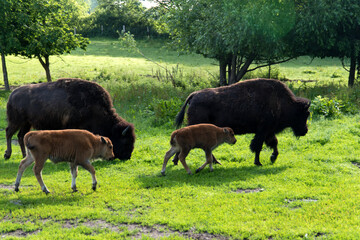 Bison family in the animal enclosure in Kiel