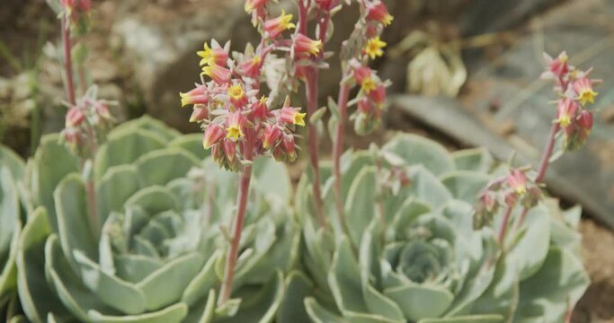 Cactus Succulent Echeveria with blooming flowers. A succulent flower shaped like a rose. Crassulaceae Echeveria