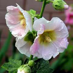 kwiaty roslin z rodzaju malwa rosnace przy ogrodzeniach domow w miescie bialystok na podlasiu w polsce - obrazy, fototapety, plakaty