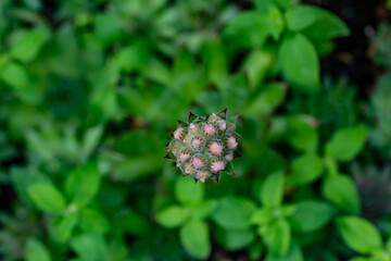 Les joubarbes (de jovibarba, « barbe de Jupiter ») — genre Sempervivum — sont de petites...