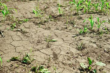 Sprouts of young green corn on the land cracked by drought, problems of agriculture in the absence of water