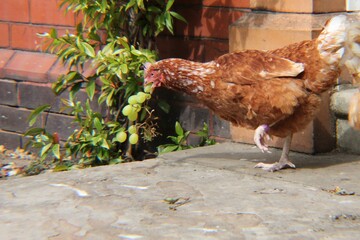 Ex battery hen enjoying a new lease of life, stealing grapes, Farming life concept
