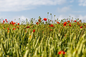 Poppies growing amongst cereal crops on a summers day