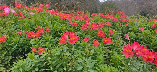 Obraz premium red tulips in the garden