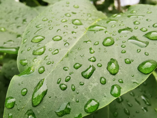 close-up of bright green leaves with water drops after rain. Concept of living nature. Flora, greenery