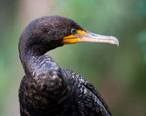 Cormorant bird Stock Photos. Cormorant bird head close up profile view displaying eye, beak, black plumage and with a blur background. Image. Picture. Portrait.