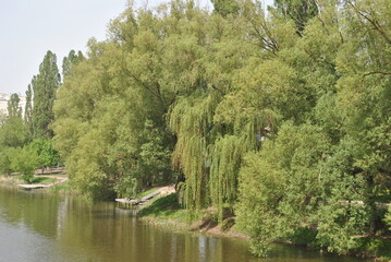 Obraz premium lake in the forest