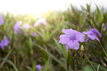 The morning light with purple flower, Waterkanon or Popping pod