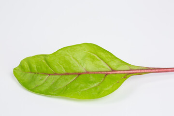 fresh chard leaf - beta vulgaris