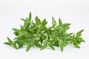 bunch of thyme - thymus vulgaris