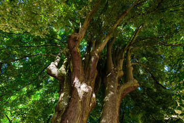 Vue sous un grand iilleul argenté ou tilleul de Hongrie à Metz au printemps