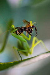 Green Mantis. Macro photo. Insect hunter. A praying mantis eats prey. Mantis on the green leaves. Mantis eats a bee. Prey of a dangerous insect
