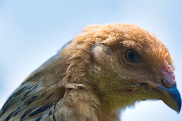 A close up from a curious Brahma young female chicken, photo made in July 2020 in Weert the...