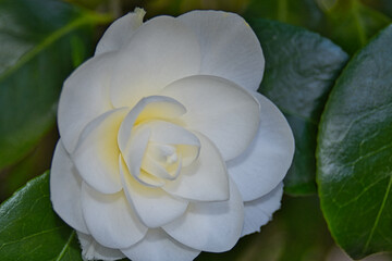Close up photo from the white camelia japonica blooming in the spring, photo made in Weert the...