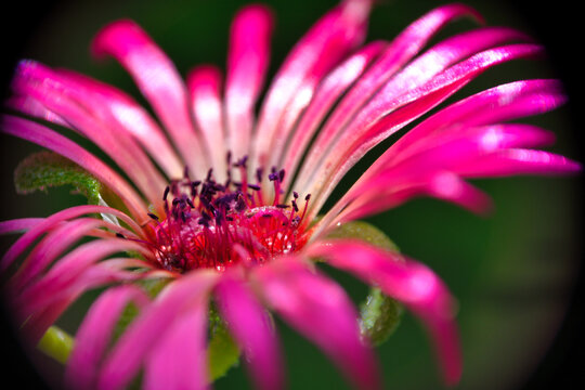 A Close Up From A Pink Iceflower, Photo Made In Weert The Netherlands