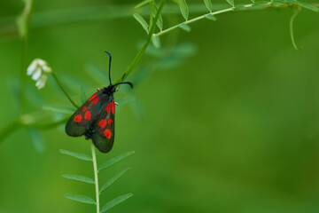 Kleines Fünffleck-Widderchen (Zygaena viciae) 