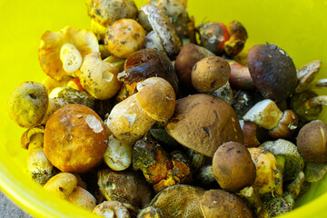 
bowl of porcini mushrooms