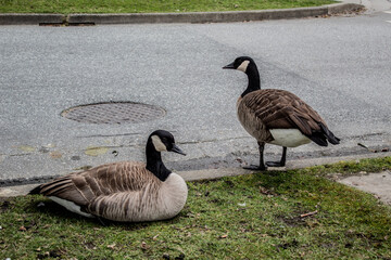 Geese couple