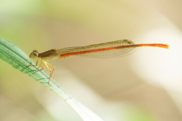 libellule sur branche