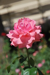 Beautiful colorful  roses  in the sunny day