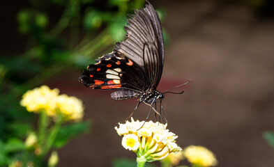 Fototapeta na wymiar Farfalla 