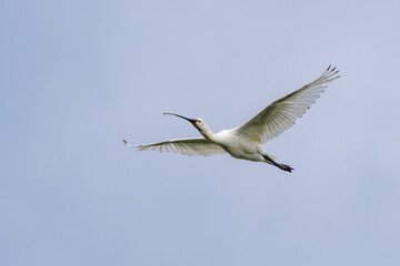 Common spoonbill (Platalea leucorodia) in flight