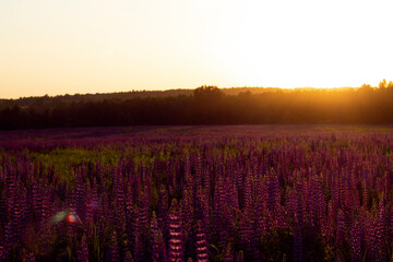 Sunset on the Lupin field. Field strewn with purple flowers.