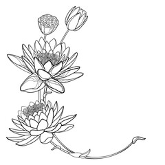 Corner bouquet of outline ornate Lotos or water lily flower, bud and seed pod in black isolated on white background.  - obrazy, fototapety, plakaty