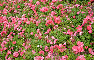 Fototapeta premium pink and white roses in the garden