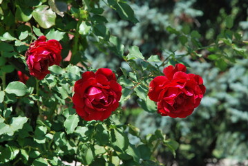 Beautiful colorful  roses  in the sunny day