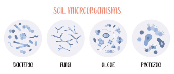 Soil biology. Soil microorganisms: bacteria, fungi, algae, protozoa. Microbiology. Vector flat illustration - 362376432