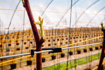 Raspberry shrubs in a line