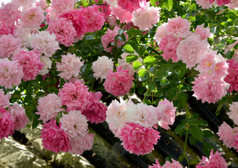 pink and white roses in the garden