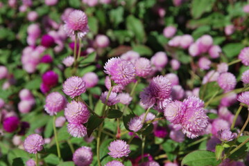 Beautiful flowers of Turkey