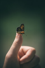 Thumbs Up with a Butterfly, Hand