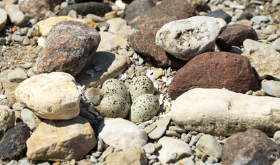 Four small eggs of the Common tern (Sterna hirundo) or Seagull hidden between small rocks in coast. Dull colors and blotchy patterns providing camouflage on the open beach. Difficult to notice.